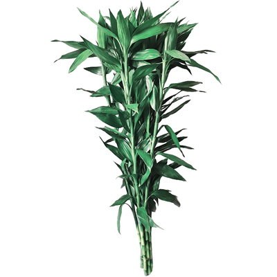 富贵竹水培绿植花卉植物室内花