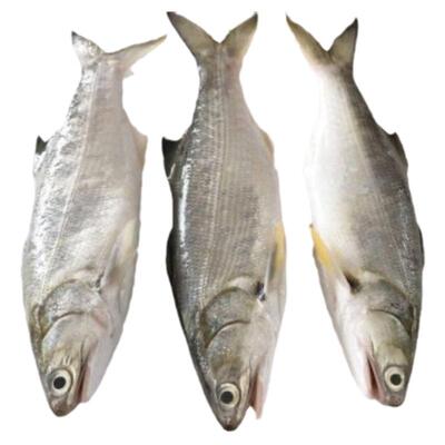 东山岛马友鱼 午鱼  四指马鲅 鲜嫩肥美 午笋鱼 海捕新鲜