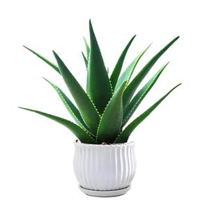 库拉索芦荟盆栽美容护肤绿色多肉植物花卉室内可食用办公室好养活