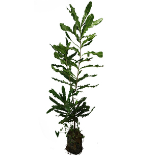 澳洲坚果嫁接树苗夏威夷坚果苗树桂热一号南方种植营养杯发货