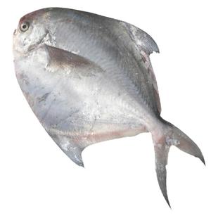 特大银鲳鱼新鲜冷冻白鲳鱼舟山鲜活海鲜水产冰冻昌鱼海捕大鲳鱼