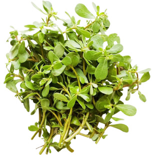 南京继红农场 野菜生态马齿苋马齿菜蚂蚱菜长寿菜五行草清热