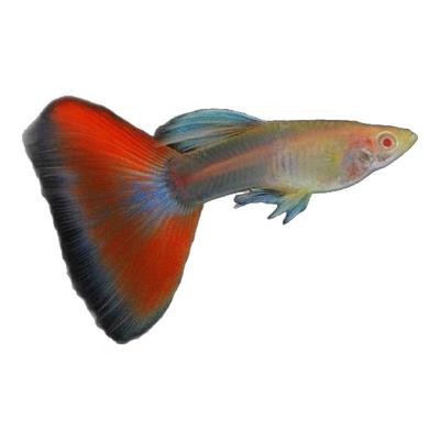 孔雀鱼淡水好养热带小型鱼观赏鱼