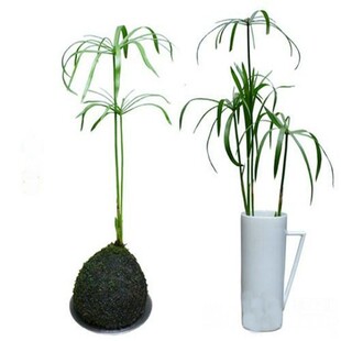 水竹旱伞草水生植鱼池塘造景绿化客厅庭院阳台净化水质盆栽风车草