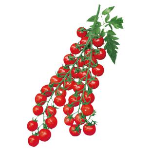 珍珠瀑布小番茄种子种籽孑圣女果西红柿四季盆栽蔬菜苗秧秧苗果苗