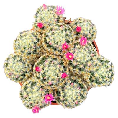 群生仙人球组合办公室开花小盆栽