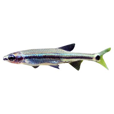 蓝线细鲫原生淡水灯科鱼草缸