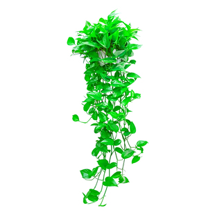 壁挂绿萝盆栽净化空气办公室小植物懒人水培室内花卉盆吊兰