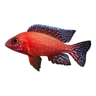 三湖慈鲷鱼黑线王子活体中小型耐养易活热带观赏鱼马鲷坦鲷淡水鱼