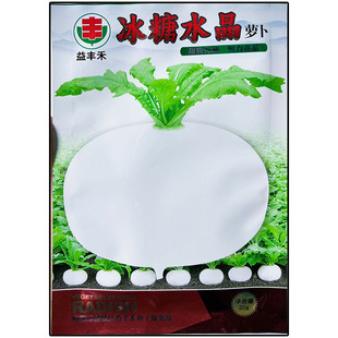 冰糖水晶10g圆白萝卜种子孑籽秋冬蔬菜别名莱菔白皮白心庭院大田