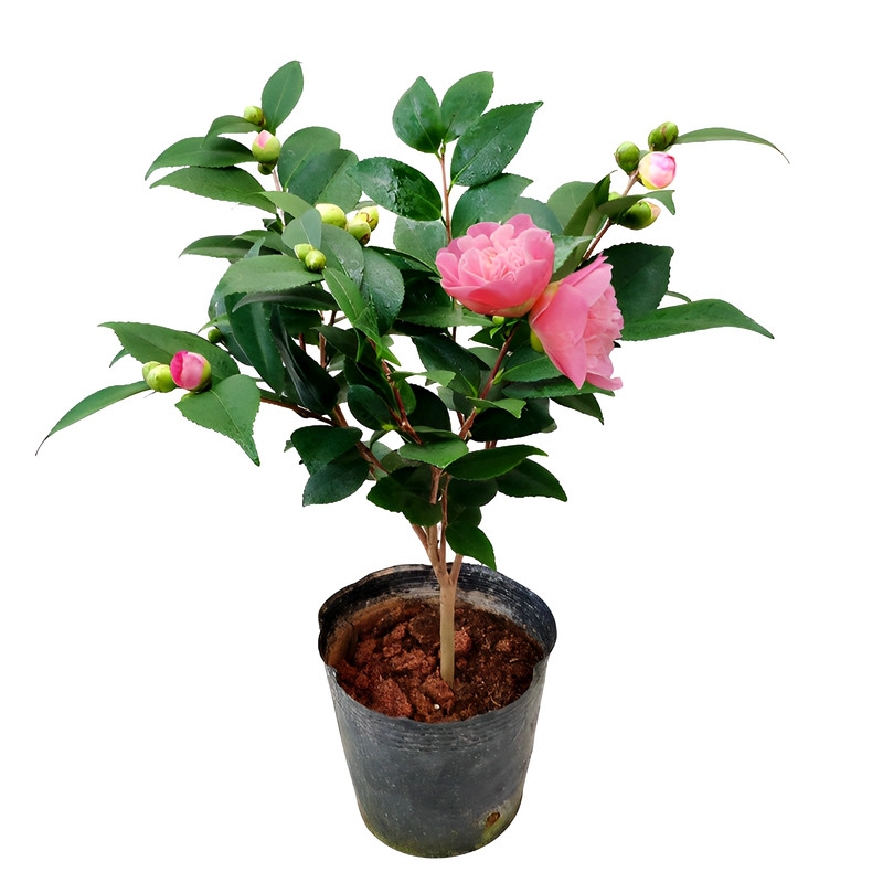 茶花盆栽带花苞四季室内浓香型香妃树苗客厅花卉耐寒植物大棵好养