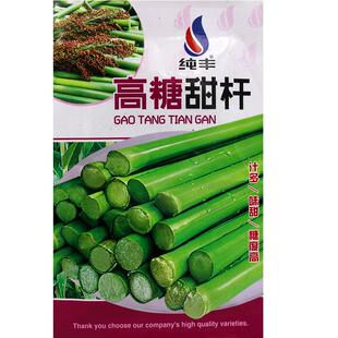 甜高粱种子农家老品种高糖绿皮高粱春秋播种小甘蔗种孑脆甜杆种籽