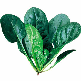 夏日骄子菠菜种子超强耐热抗病型大叶菠菜种籽四季夏秋冬播种高产