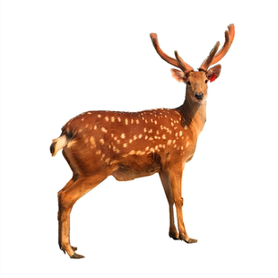 鹿灵子鹿茸片梅花鹿茸二杠长白山新鲜优质梅花鹿茸100g泡酒料包邮