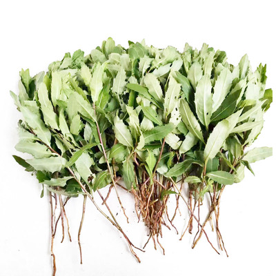 河南新鲜现挖七七菜带根小蓟