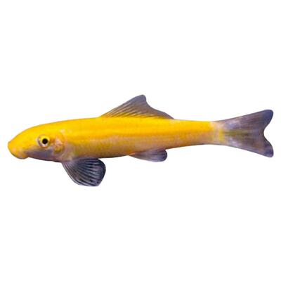 金苔鼠除藻皮实耐养高效除藻