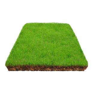 冬牧70黑麦草种籽子种四季多年生草子牧草种子草籽养殖草种四季青