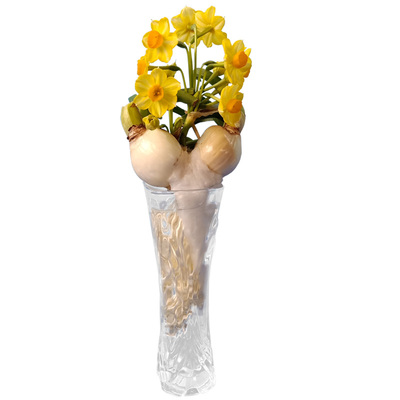 黄金色水仙花种球清香多花新品种