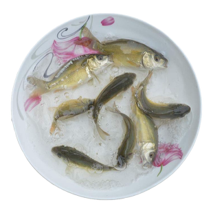 裸鲤鱼苗淡水养殖三道鳞禾花鲤鱼德国镜鲤冷水无磷大型裸斑裸鲤苗