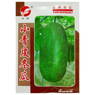 小青皮冬瓜种子小长型青绿皮约2公斤小节瓜籽传统品种5克约50粒