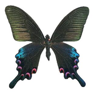 真蝴蝶原蝶碧凤蝶未展翅蝴蝶标本制作diy研学手工材料A1/A-品质