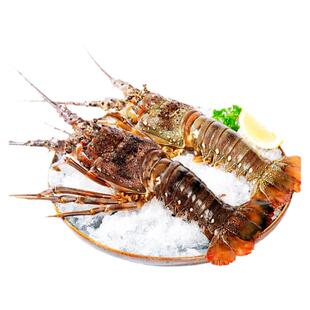 新鲜青龙虾鲜活冷冻大龙虾小青龙虾冰冻龙虾大虾花龙整只海鲜水产