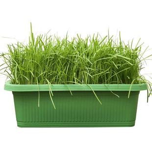 四季小香葱种子种头苗葱种孑小葱种籽红葱头红头阳台蔬菜盆栽火葱