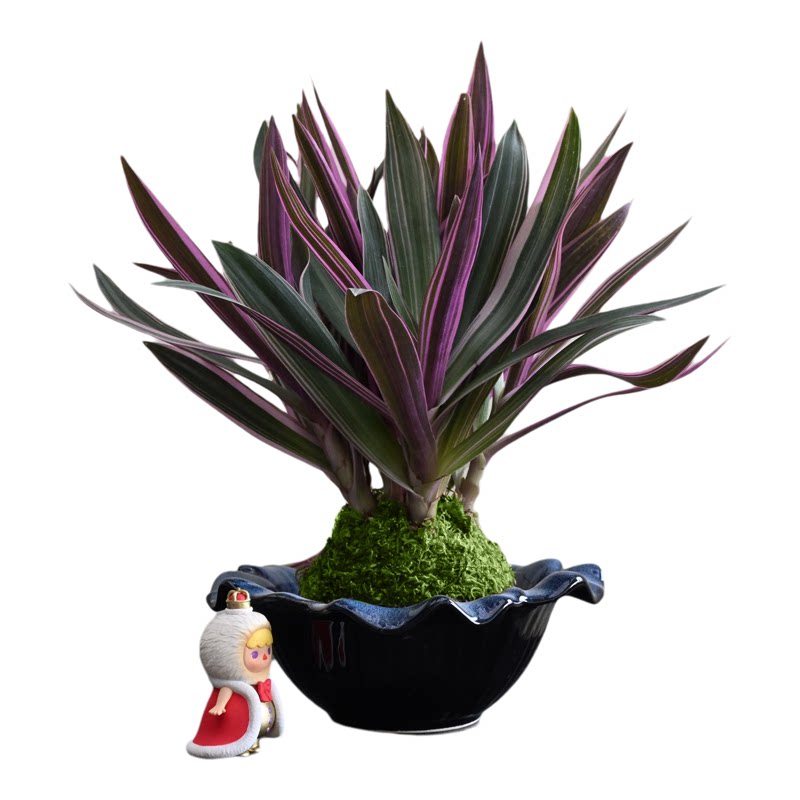 紫露兰苔藓球桌面绿植好养