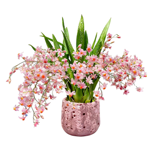 水培香水粉色梦香文心兰盆栽带花苞 浓香型四季名贵室内花卉绿植