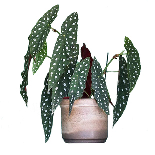 鳟鱼秋海棠 Begonia maculata 波点竹节类 直播间
