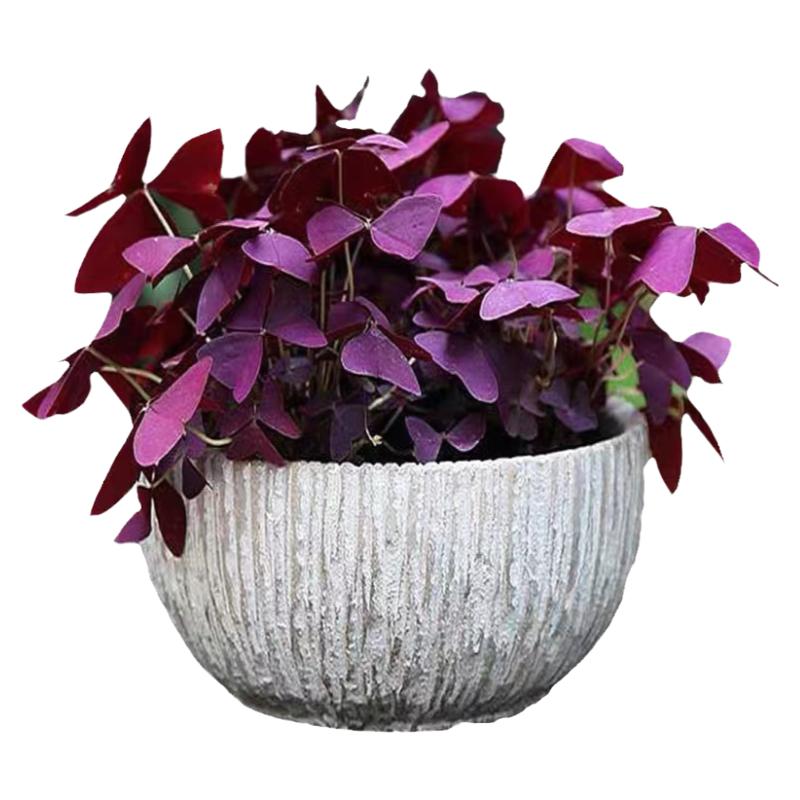 三叶草四季易种室内盆栽花卉植物