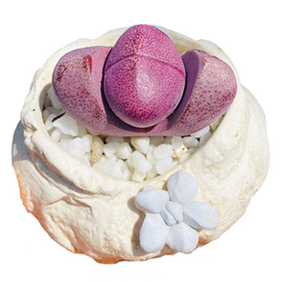 红帝玉紫帝玉生石花屁股花pp石头花多肉植物组合盆栽