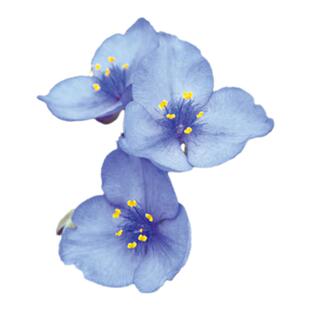 紫露草种子室内外盆栽庭院花坛四季播多年生小野花花卉种孑禾之元