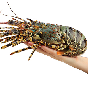 特大龙虾花龙鲜活小青龙奥龙波士顿龙虾冷冻澳龙澳洲龙虾海鲜水产