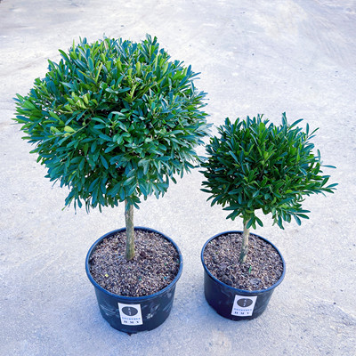 雀舌黄杨小叶棒棒糖树形黄杨树栽苗庭院耐寒高档造型盆景花镜植物