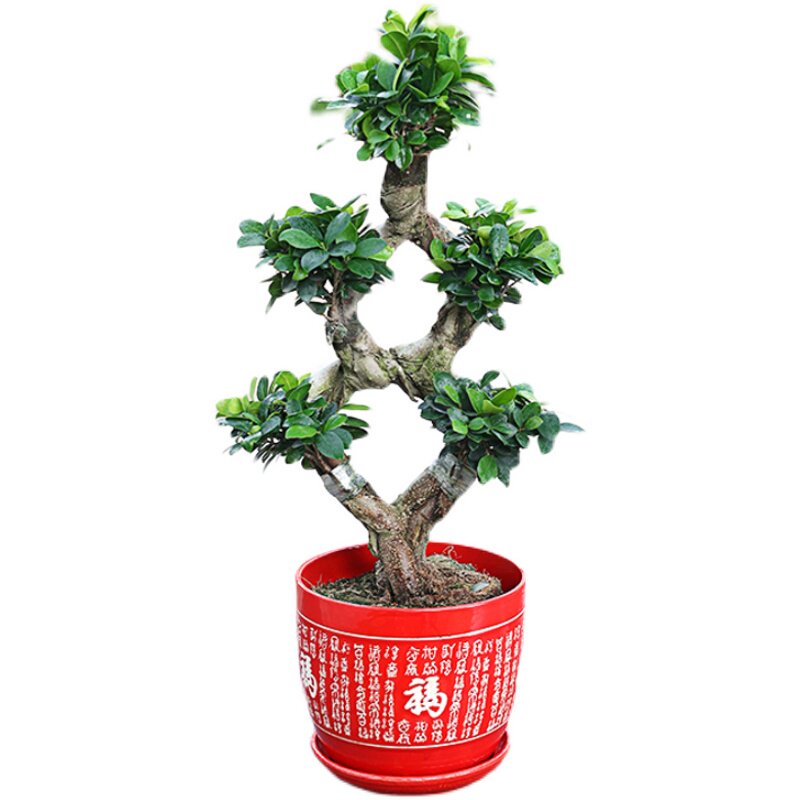 绿植造型人参榕常青好养榕树盆景