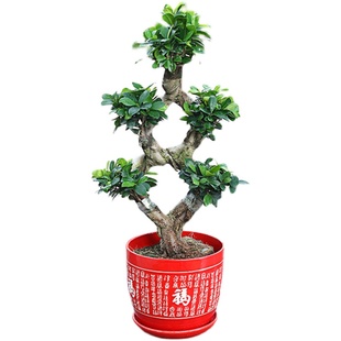 榕树盆景造型金钱榕苗木小叶榕老桩人参大树大型绿植四季常青好养