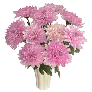 AB级小雏菊汉城鲜花鲜切花云南直发菊花多色混搭家庭插花花艺材料