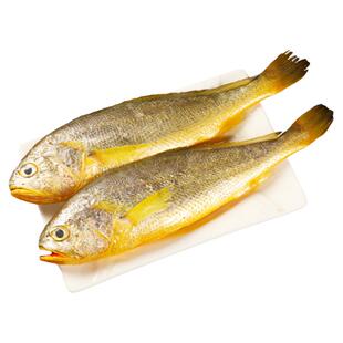 舟山野生大黄鱼2斤海捕小黄鱼新鲜冷冻深海黄花鱼鲜活海鲜水产