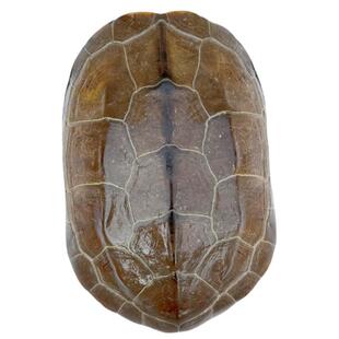 产蛋大乌龟活体外塘中华草龟长寿龟宠物水龟刀刻纹金线龟活物龟