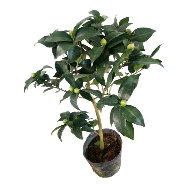 烈香茶花香妃室内花卉带花苞