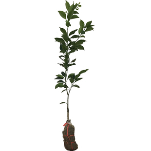 红江橙苗 一件包邮 正宗廉江红橙树苗 嫁接橙子果树苗 广西发货