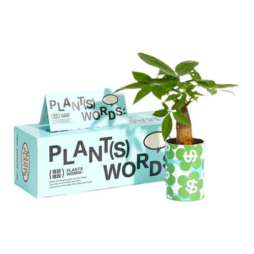 神奇植物情绪稳定发财树盆栽室内桌面工位好养绿植生日乔迁礼物