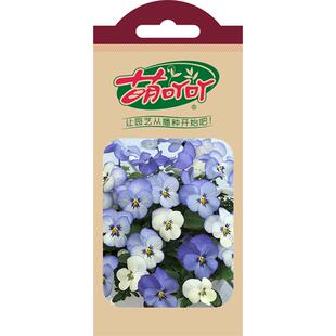 虹越萌吖吖皱边角堇花种子德古拉阳台盆栽礼服秋季草花秋播种籽子