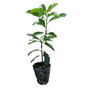 牛油果苗当年结果牛油嫁接苗南北方庭院种植盆栽地栽哈斯牛油果苗