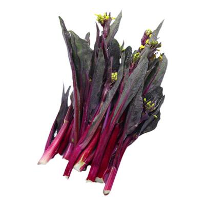 红菜薹种子红菜苔菜心家庭种植