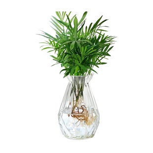 水培植物袖珍椰子盆栽客厅室内富贵椰子懒人植物花卉好养净化空气