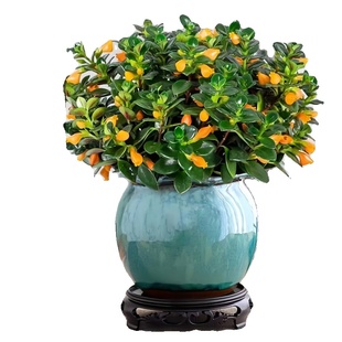 特价金鱼吊兰鱼花盆栽室内四季客厅开花好养阳台耐寒植物旺宅带花