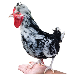 纯种贵妃鸡种蛋受精蛋可孵化小鸡珍禽观赏鸡种蛋受精鸡蛋非珍珠鸡