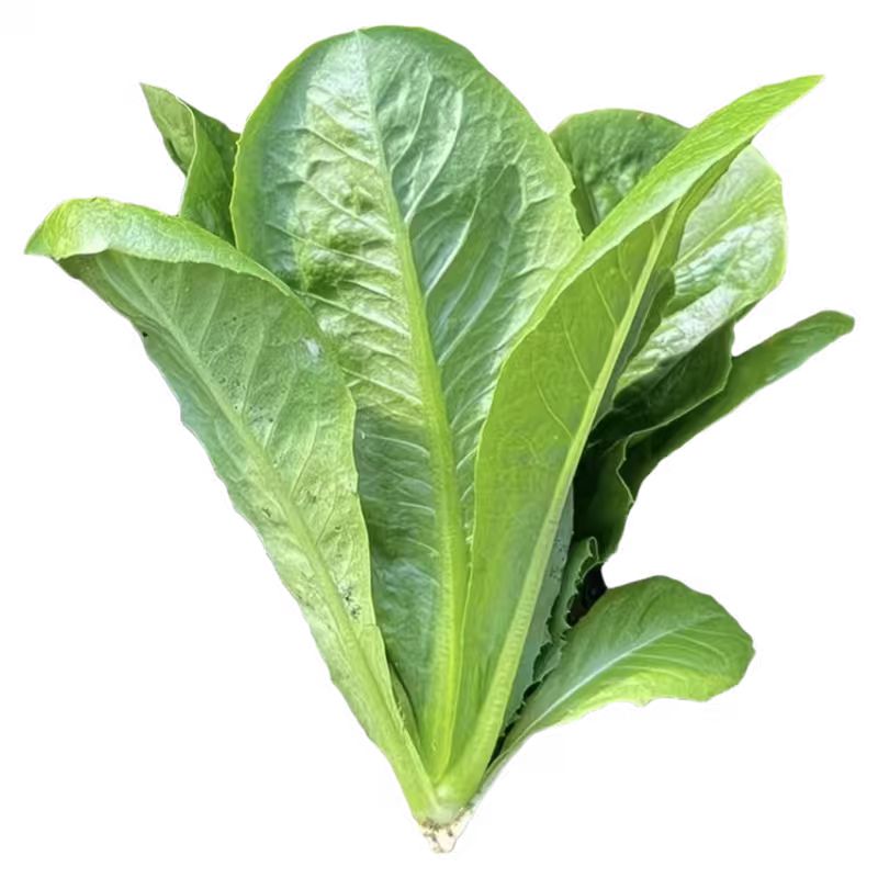 菊苣种籽大叶多年生喂猪菜种子牛家庭园艺种子